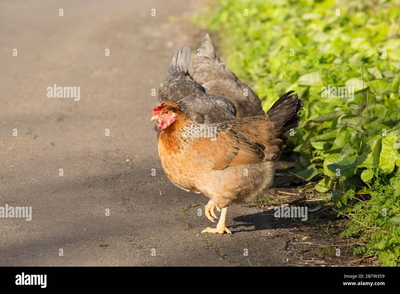 France - jeu chicken road