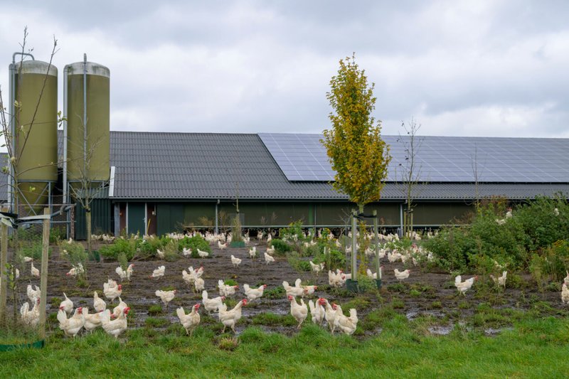 Speel Nu de Populaire Chicken Road Gokspel in Nederland Online